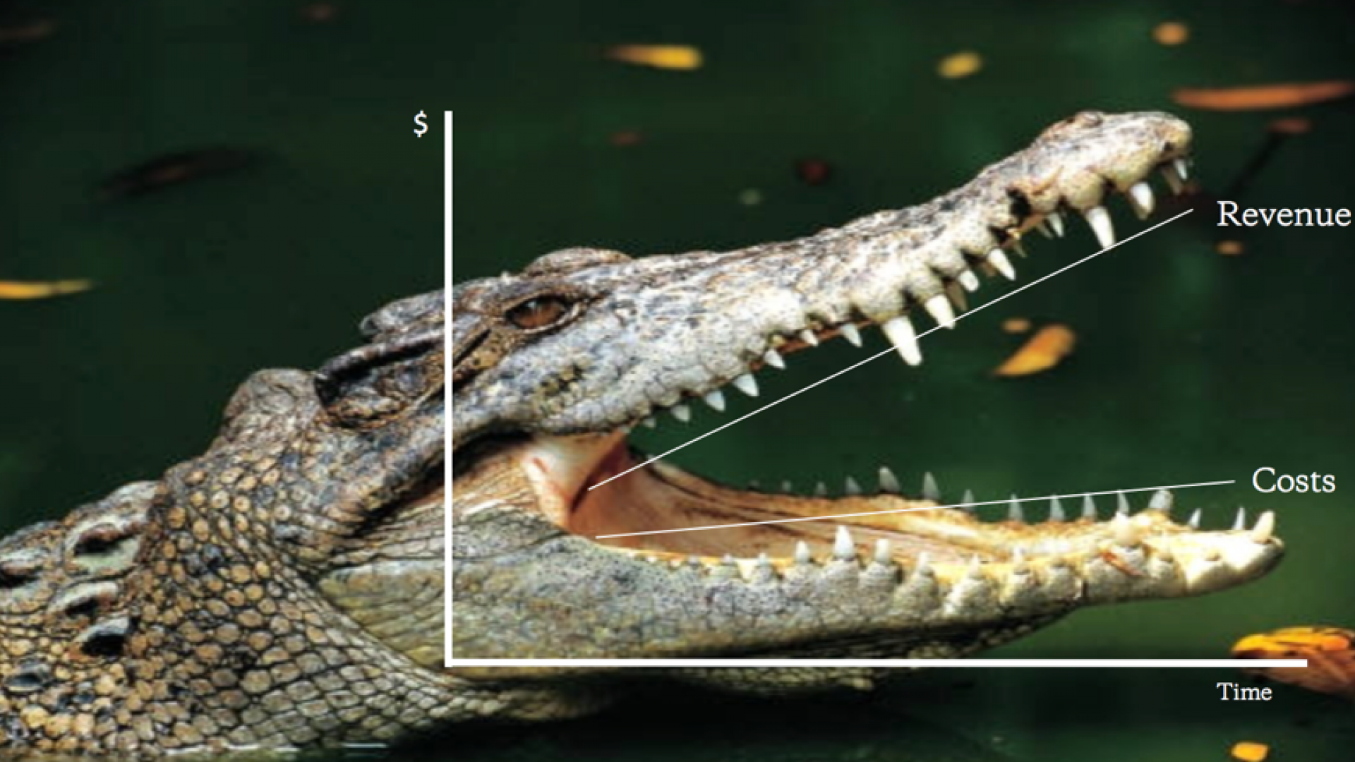 Crocodlie jaws